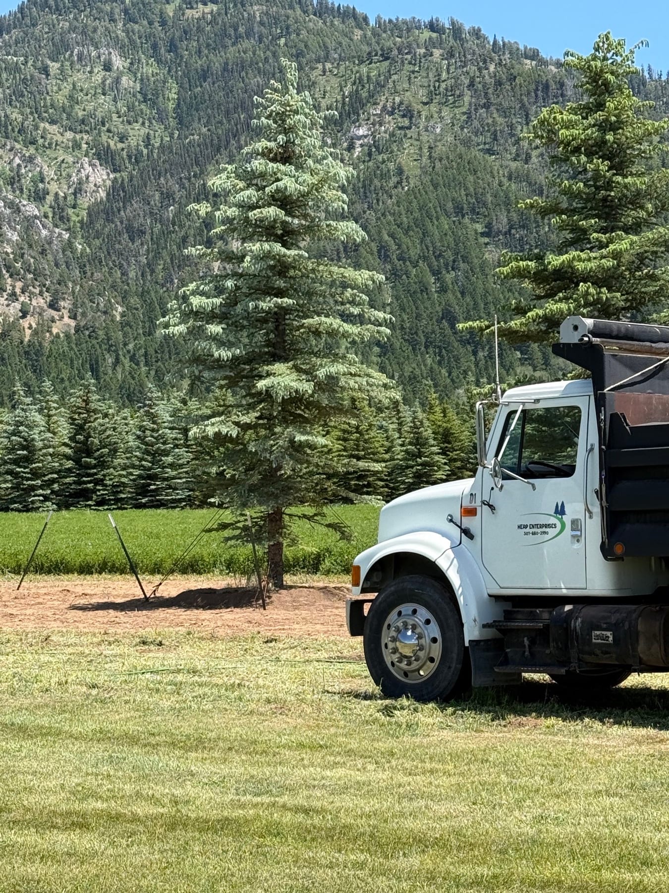 Heap Enterprises truck beside a newly installed mature evergreen