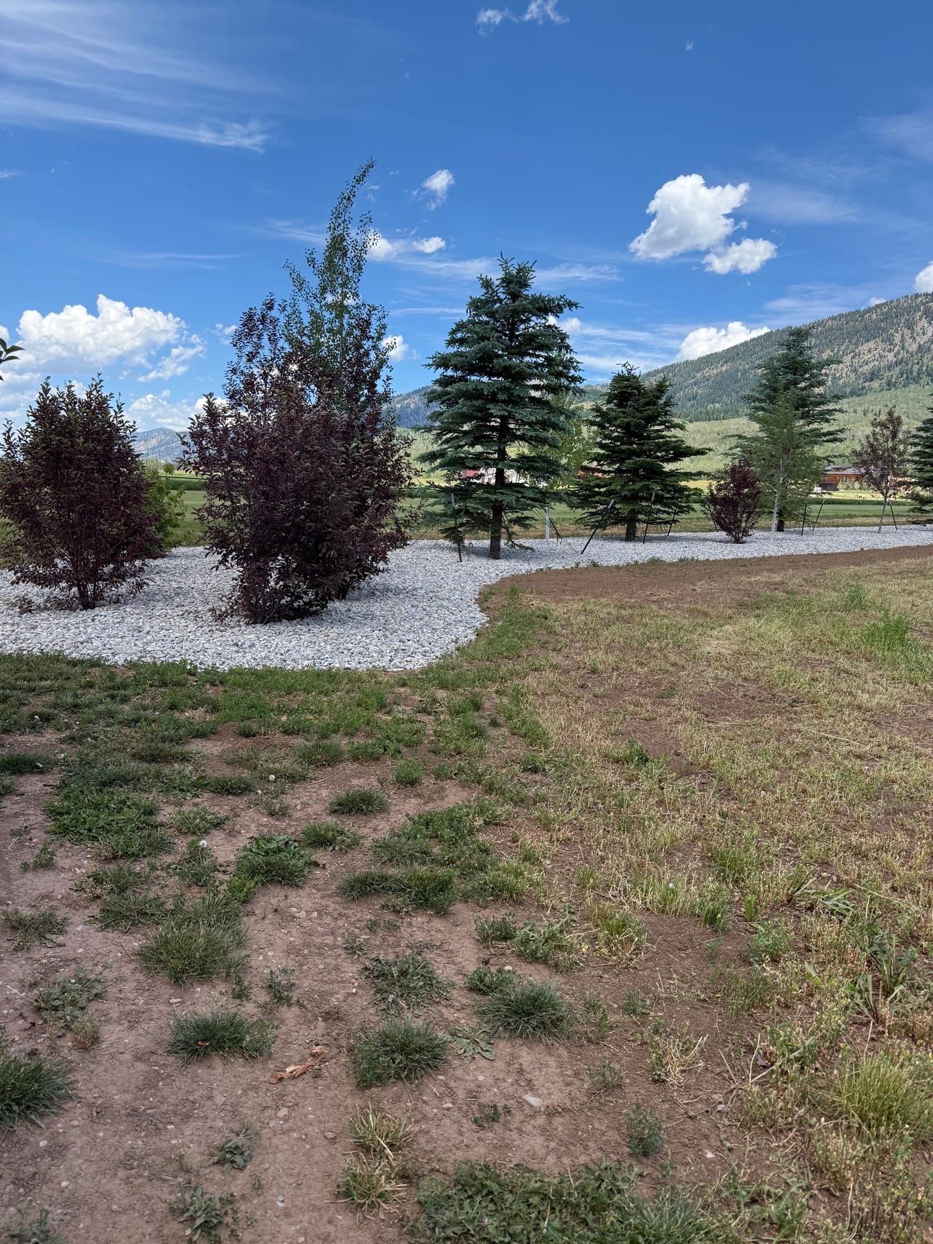 Finished white rock bed with newly installed evergreen and ornamental trees