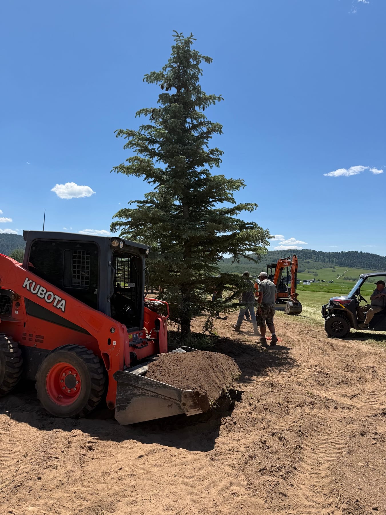 Crew backfilling around a mature evergreen during tree line installation