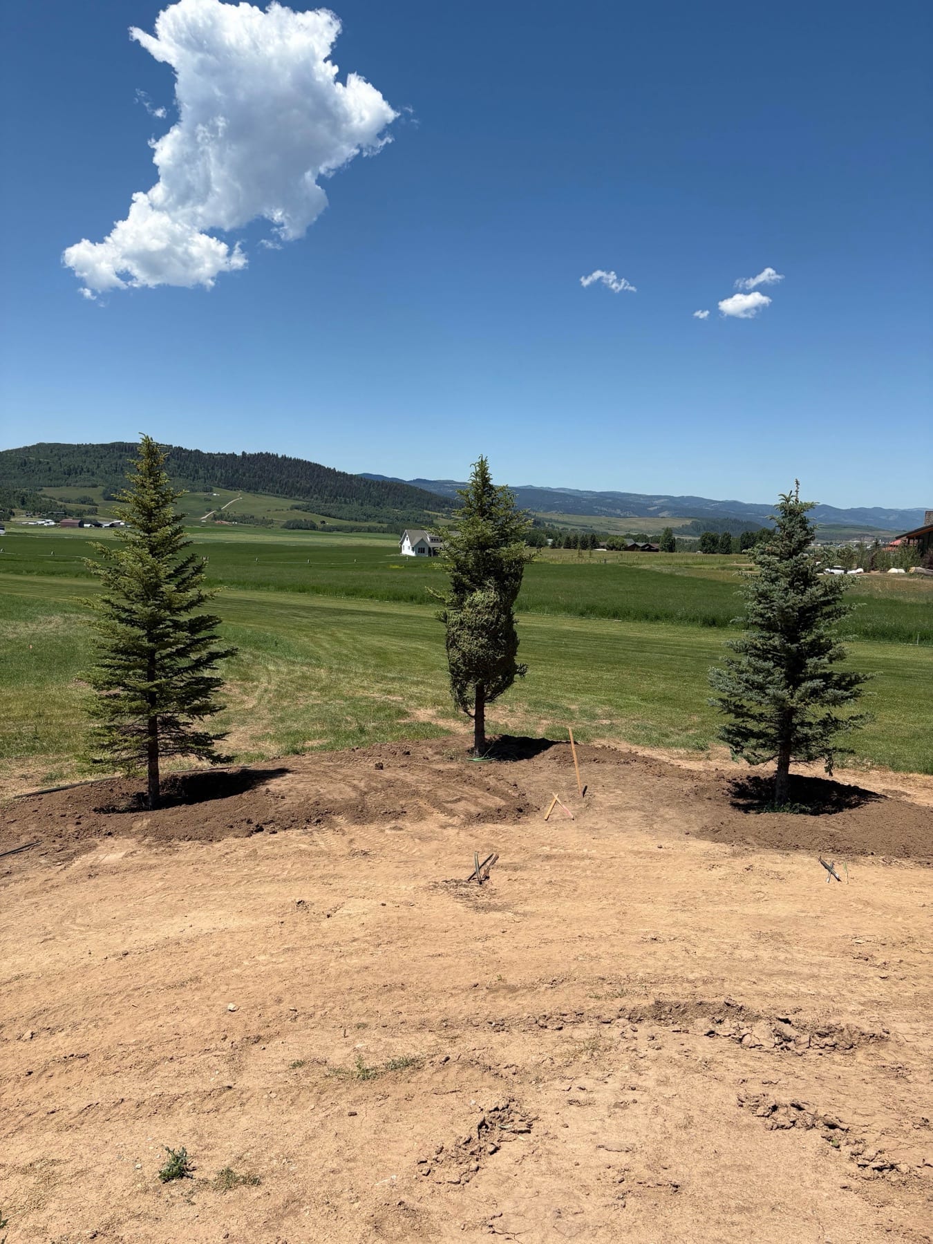 Large Tree Transplanting - Image 1
