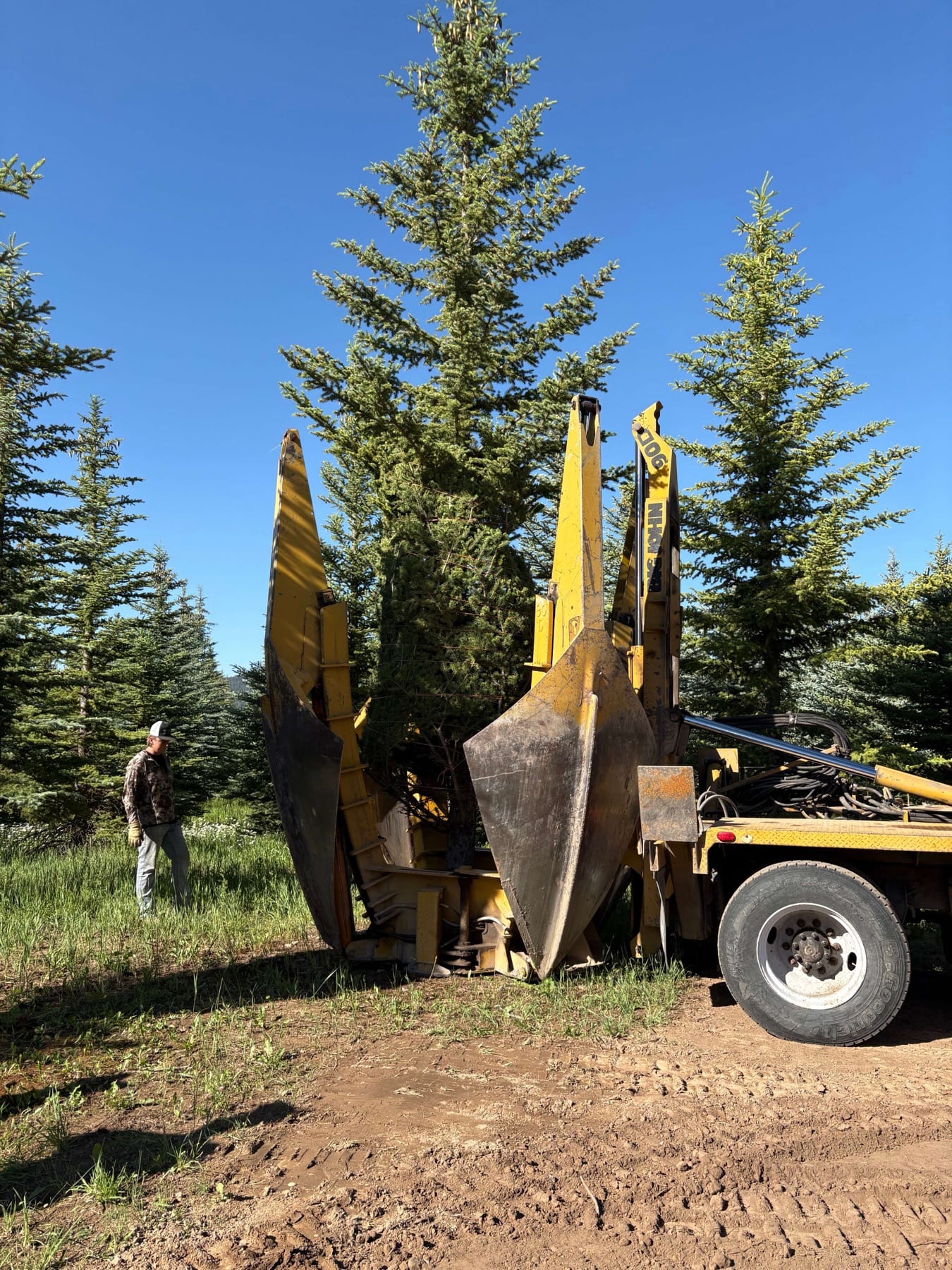 Large Tree Transplanting - Image 2