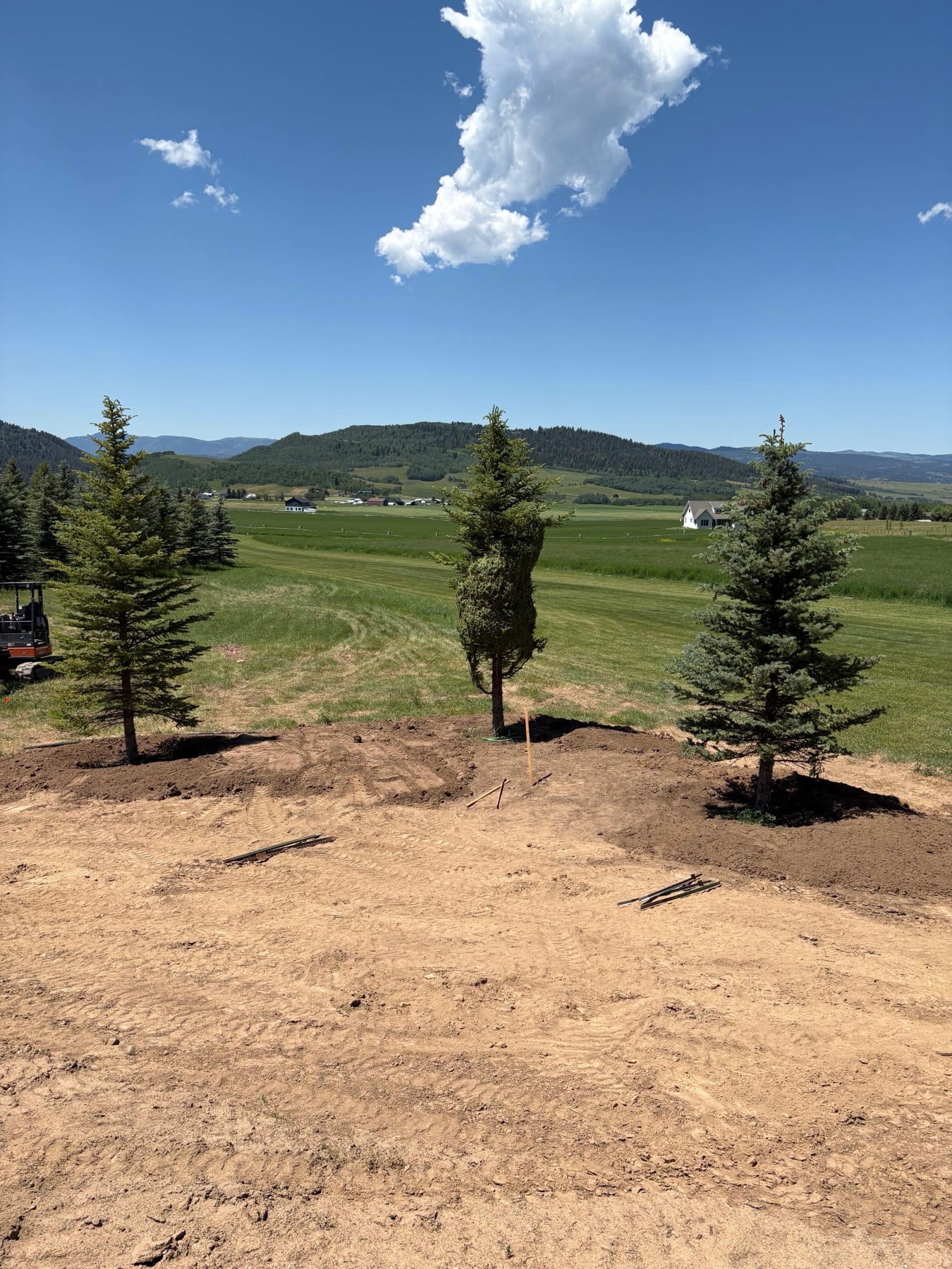 Large Tree Transplanting - Image 3